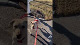 Dog couldn't wait to go out for running | tiktok thisisscott #shorts