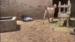 Beetal goat farm | beetal goat farming | Goat farming