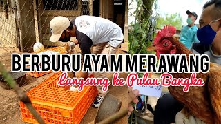 BERBURU AYAM MERAWANG LANGSUNG KE PULAU BANGKA BELITUNG !