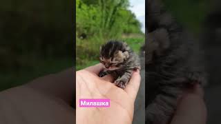 маленький котенок 🐈#shorts #video