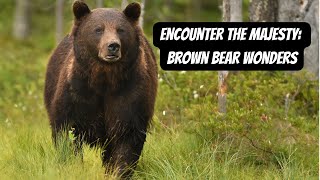 Brown Bear: The Gentle Giant #bear #animals #wildlife