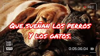 Que sueñan los gatos y los perros.