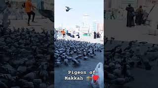 #pegion of makkah |#Al Haram |#shorts |#shortvideo |#