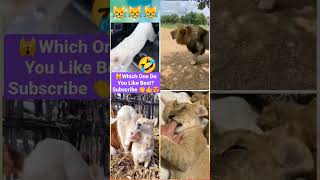 don't laugh | funny animal videos | cute cats and dogs #shorts #tiktok #instagram #youtubeshorts