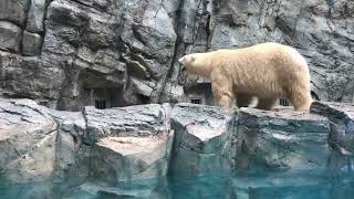 『男鹿水族館GAO』のシロクマ、オスの「豪太」