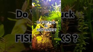 How To Make THE EASIEST Planted Fish Aquarium 🪴 Gorgeous Shrimp tank #plantedtanks #aquarium