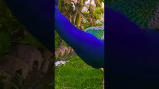 #shortsvideo #viral #shorts #peacock