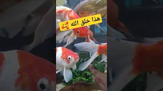 سبحان الله المبدع 🥰#هذا خلق الله