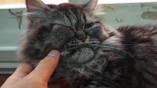 MY CAT EYE INFECTION TREATED BY AMOXICILLIN