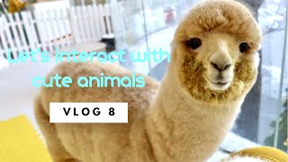 【Vlog】 Let’s go and interact with cute animals | 798 Art District |  Poached Egg Coffee