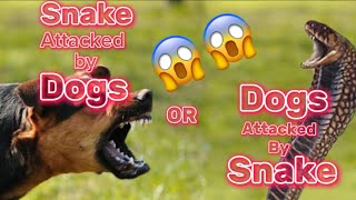 Snake attacked by dogs or Dogs attacked by Snake 😱😱😱