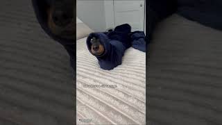 This silly sausage dog got stuck in a sleeve 😭