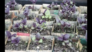 How To Make Newspaper Seedling Pots