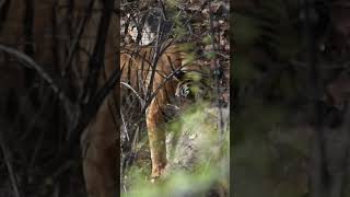 The bad guy #tiger #tigershorts #wildlife #ytshorts