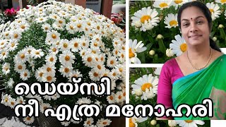 Amazing Daisy plant Care🌼 || Powerful Fertilizer, Propogation method and garden ideas || salu koshy