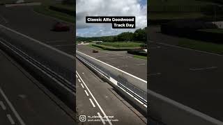 Classic Alfa Goodwood Track day #alfa #alfaromeo #goodwood #carshorts #alfisti #italiancars #italia