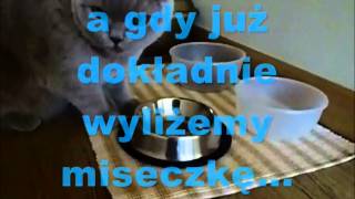 Dzień z życia kota