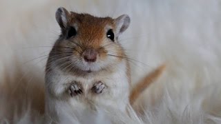 beautiful and sweet gerbil