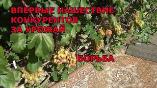 ВПЕРВЫЕ ТАКИЕ КОНКУРЕНТЫ ЗА УРОЖАЙ ВИНОГРАДА.  БОРЬБА не на шутку