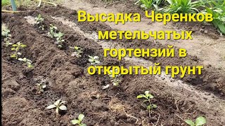 Готовлю саженцы для будущих продаж ОКС.