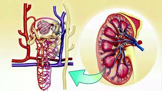 Fisiologia Renal