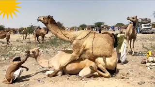 camel mating | animal mating video | animal crossing and mating video