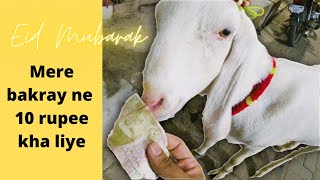 Mere bakray ne 10 rupee kha lia | Goat ate my 10 rupees | Bakra eid Mubarak  | Bakra mandi 2020