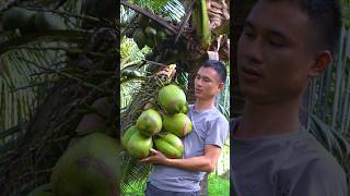 Harvest large coconuts to bring to the market and sell for money, and buy new clothes for my son