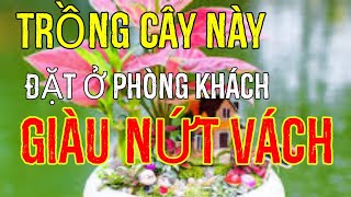 #30 NGHÈO ĐẾN MẤY CŨNG GIÀU SANG,Nhờ Đặt Cây Này Ở Phòng Khách