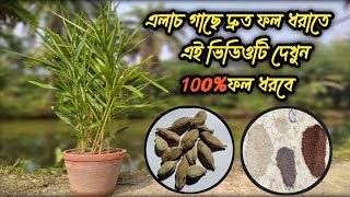 এলাচ গাছ লাগানোর পদ্ধতি/how to grow cardamom from seed