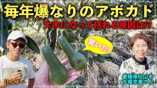 【驚いた！】毎年かなり結実するアボカド！悲しくも枯れてしまった大木も..その原因とは!?【愛媛県松山市 大堀克美さん】