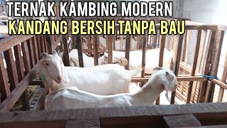 Cara Terbaik Ternak Kambing Perah Modern