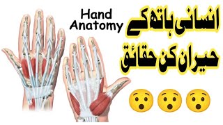 Human Hand Anatomy || Amazing Facts About Human Hand