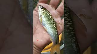 Mancing wader saat hujan dapat besar sekali #mancing #fishing #microfhising #mancingwader