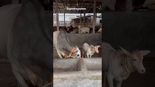 এটা কোন ফার্ম বোলতে পারবেন কেউ? #bull #animals #calf #trending #shorts #viralvideo #subscribe #like