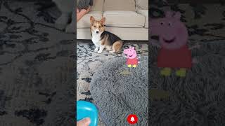 Why does my Corgi hate Peppa Pig??