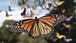 Remarkable Migration of Monarch Butterflies