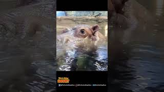 Hippo Swims Up For A Selfie! Adventure Aquarium Hippos The Tom & Haley Show #shorts S23-E