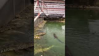 #crocodile #crocodilefarm #New farmers plan to feed tilapia to crocodiles in 2024🐊