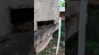 Ciri Lebah Betah #nature #beehive #apiscerana #beekeeping #bee #lebahmadu #insects #honey #lebahliar