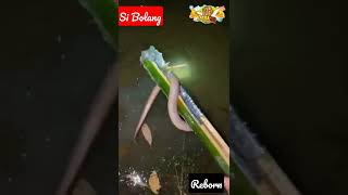 Bang Tiko - berburu belut pakai jepitan buatan sendiri #belut #ikan #shorts