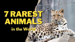 7 RAREST ANIMALS IN THE WORLD