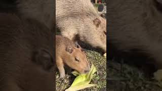 #Hydrochoerus #semi-#aquatic capybara #Albino #capybaras #isthmius