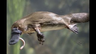 WikiAud: Platypus