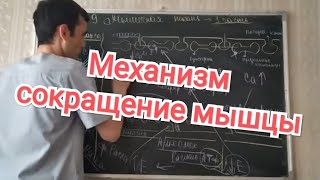 Физиология человека. Тема 9. Механизм сокращение и расслабление мышц. Ресинтез АТФ.