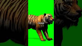 Lion vs Tiger #youtubeshorts