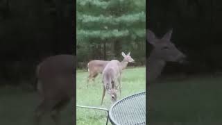 Deer in my backyard (October 17, 2024) #Shorts #Deer