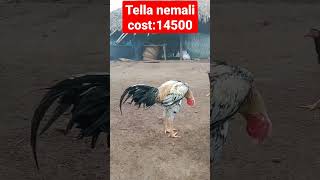 Nemali pingla good blood line breeder range pata