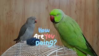 Amazing Parrot Songs: Watch Mani and Misha Sing!🦜🎵 🎵 #parrot #birds