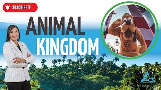 ANIMAL KINGDOM: Invierte al mismo tiempo que te diviertes!!!!